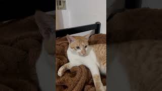 This isn’t just any meow—it’s a blessed meow 😻quot cats viralvideo viralshorts cat pogo cute [upl. by Cleres]