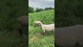 Sheep lamb baaing look at camera and chew grass intensely animal cute funny farm lamb sheep [upl. by Pol]