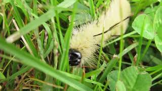 A New Visitor American Dagger Moth Caterpillar [upl. by Aivyls]