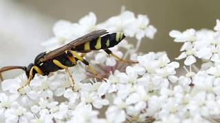 Ichneumon sarcitorius ♂ IchneumonidaeHymenoptera [upl. by Lemuelah352]