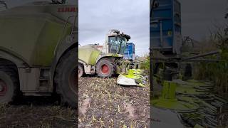 CLAAS Jaguar 870 forage harvester working [upl. by Aiel669]