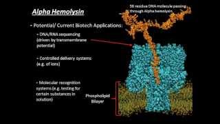 Alpha Hemolysin [upl. by Yesor]
