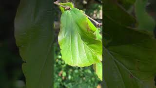 Persian ironwood  leaf  September 2024 [upl. by Vickey]