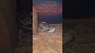 Gaboon Viper STRIKE normal vs slomo gaboonviper strike [upl. by Duston262]