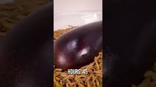 Mealworms GO CRAZY For Aubergine shorts [upl. by Grindlay]