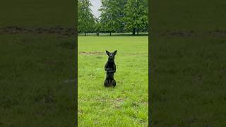 Very Obedient Malinois K9 [upl. by Cullan]