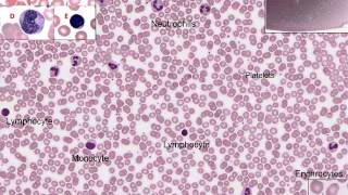 Medical School Histology Images of Blood and Hematopoiesis [upl. by Onitram]