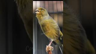 SINGING CANARIES STIMULATE THE SOUNDS OF OPPONENTS [upl. by Ajam780]