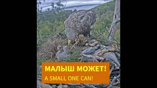 Малыш может🐣💪🐤A small one can🌲Камычи•08052024 [upl. by Ner]