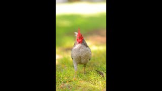 Blue Old English Game Bantam Rooster [upl. by Yentrac718]