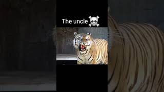 Tiger roar viralvideo youtubeshorts [upl. by Ennaitsirk]