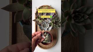 Succulent propagation from leaves TIPS 🍃▶️🪴 succulent succulentpropagation [upl. by Joleen739]