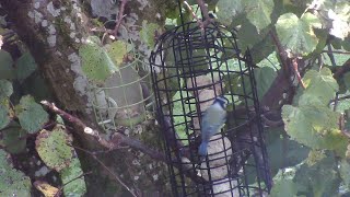 bird feeder live 231024 [upl. by Follansbee531]