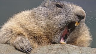 Beaver Anal Gland Juice amp Other Chemicals We Eat Every Day  The Rubin Report [upl. by Shuler]