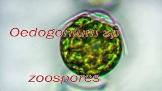 Oedogonium zoospores release [upl. by Malinowski]