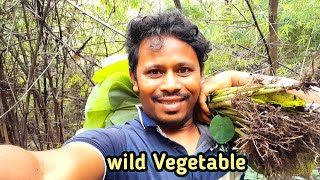 WILD TARO LEAVES EATINGWild vegetablesCooking And EatingA vegetable rich in vitamins [upl. by Anneuq]