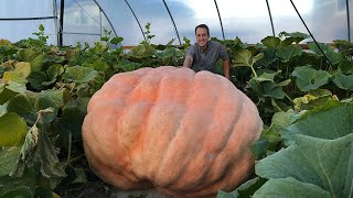 How to Grow a Giant Pumpkin Secrets to Growing 1000 Pound Pumpkins [upl. by Ahsropal]