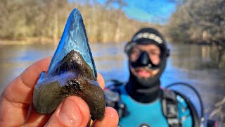 We Found Ancient Shark Teeth and Other Fossils Submerged in a Swampy Florida River [upl. by Naud]