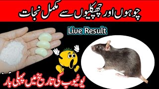 Get rid of rats Mosquito cockroach lizard with homemade spraypowerful insects killer remedy🙄 [upl. by Ettellocin423]