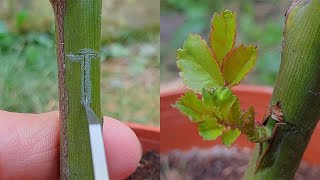 Grafting plants  Grafting Rose by TBudding  Rose bud grafting [upl. by Aynatan]