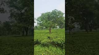 tea garden sikkim teagarden northbengal ytshorts reels shorts story trending viralvideo [upl. by Clercq]