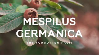 Mespilus germanica  The forgotten open arse fruit [upl. by Eamanna]