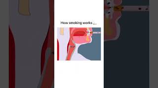 How smoking works 😳 shorts viralshorts shortsindia science [upl. by Iraj571]