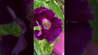 Violacea gloxinia viola Sinningia speciosa in bloom 💟🌌🌓 flower viola flores bloom purple [upl. by Thetos337]