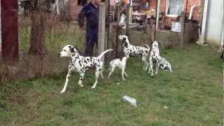 DALMATIAN PUPPIES Croata Dals kennel [upl. by Maiah347]