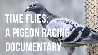 Time Flies A Pigeon Racing Documentary [upl. by Reiss]