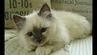 Animal Planet  Cats 101  Birman [upl. by Fernanda]