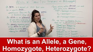 Alleles vs Genes What is an allele Plus HOMOZYGOTE vs HETEROZYGOTE [upl. by Hoagland]