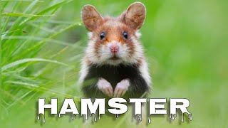 European hamster sound [upl. by Adahsar]