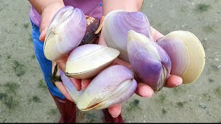 After the typhoon queen pearl shells and golden pearl shells spread all over the beach Gems 宝石 珍珠 [upl. by Anertak858]