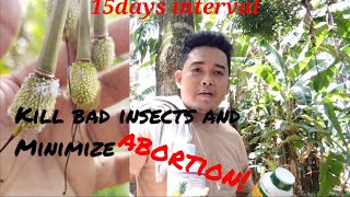 foliar fertilizer 15days intervals of spraying durian fruit durian farmersagriculture [upl. by Xavier308]