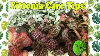 Fittonia Care Tips [upl. by Gram]