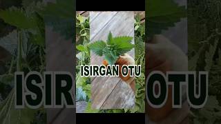 ISIRGAN OTUNettle [upl. by Ahsinid]