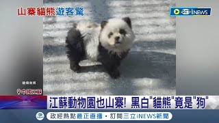 工讀生飯碗被搶了 江蘇動物園黑白quot貓熊quot竟是quot狗quot 白鬆獅犬染色扮熊貓 quot熊貓犬quot遊客笑炸 鈑手鸚鵡3D動物森林 動物山寨創意無極限│【國際局勢】20240504│三立iNEWS [upl. by Yxel]