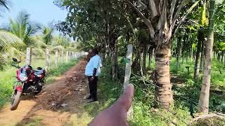 9 acre land sale near T narasipura 10 km rate per acre 32 laksh 9611154959 [upl. by Aitat]