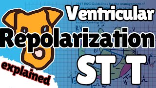 Ventricular repolarization How to understand ECG ST segment and Twave [upl. by Eiuqcaj]