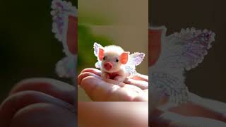 Babi mini Lucu Imut cute pig babypig [upl. by Lerak]