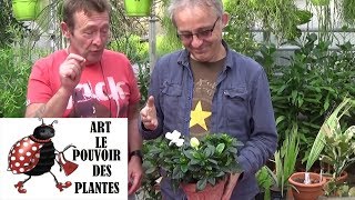 tuto jardinage Gardénia Comment le faire fleurir entretien et arrosagePlante verte dintérieur [upl. by Aihsot913]