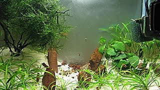 Aquascape low cost acquario 25 litri aquarium caridinaio sabbia bianca anubias muschio [upl. by Naji]