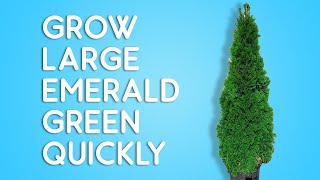 How to grow TALL emerald green arborvitae fast and easy [upl. by Enyallij999]