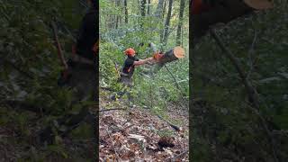 Piped husqvarna372xp 🔥 lumberjack chainsaw asmr chainsaws satisfying logging husqvarna [upl. by Hobart]