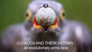 Cuckoos and their victims An evolutionary arms race [upl. by Novanod]