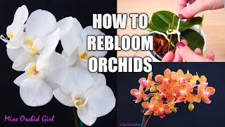 Orchid Care for Beginners  How to make Phalaenopsis Orchids rebloom  Spot amp shape flower spikes [upl. by Aimej]