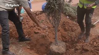 Reboisement avec des Oliviers et des Paulownia d’un Parc à Casablanca Maroc avec Polyter® Gr [upl. by Asusej]