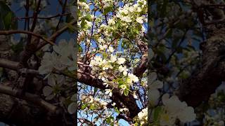 Pear tree and blossom chill music lyrics viralvideo farming flowers viralshort love nature [upl. by Anrat]