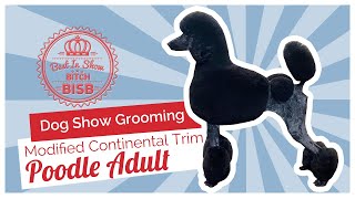 Dog Show Grooming How to do a Modified Continental on a Poodle [upl. by Aerahs]